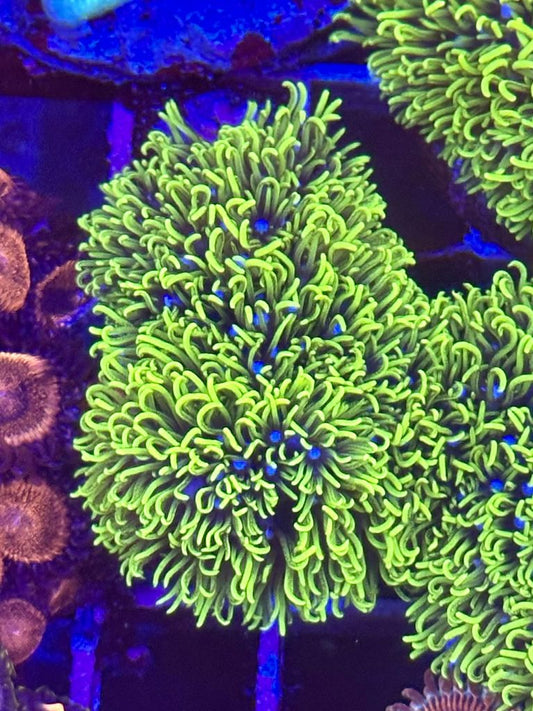 Pachiclavularia Verde Fluor - Plug