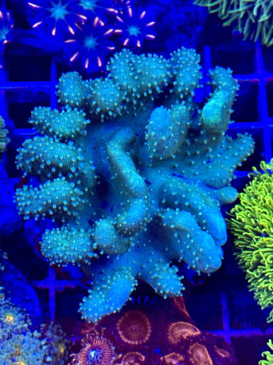 LOBOPHYTON XL
