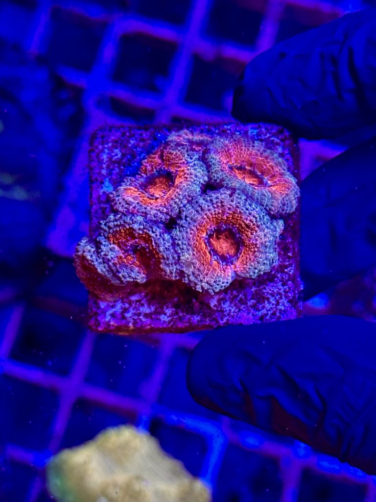 Acantastrea LAVA