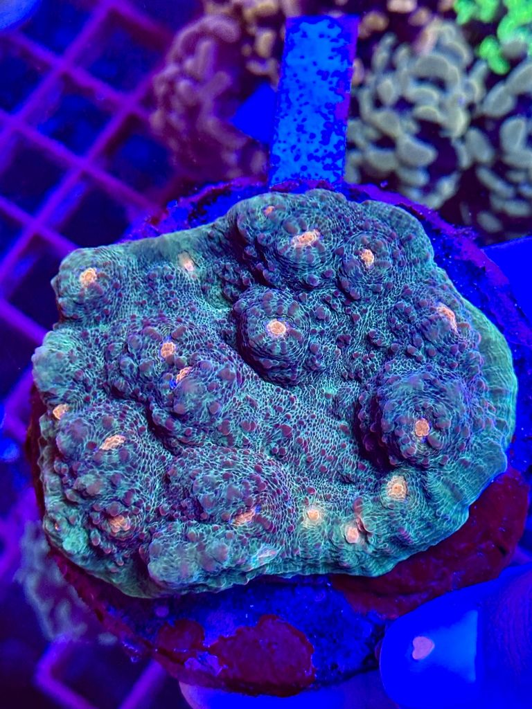 Echinophyllia VOLCANO WYSIWYG