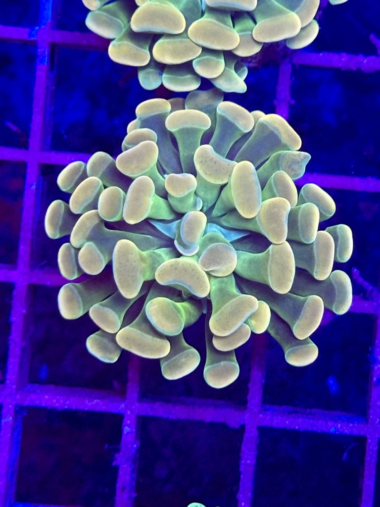 Euphyllia pólipo verde GOLDEN TIPS - 1 cabeza WYSIWYG