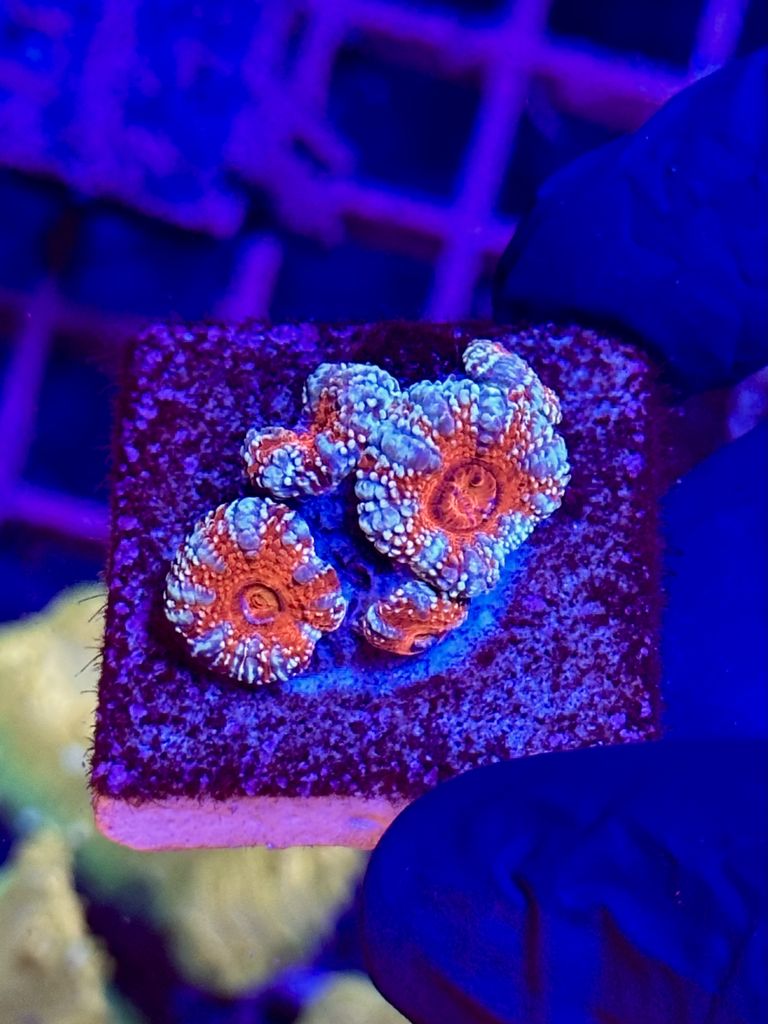 Acantastrea