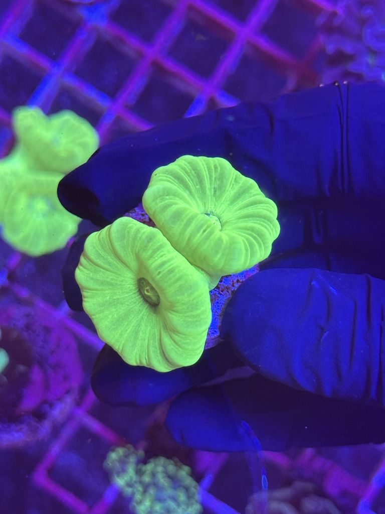Caulastrea HULK - 2 CABEZAS