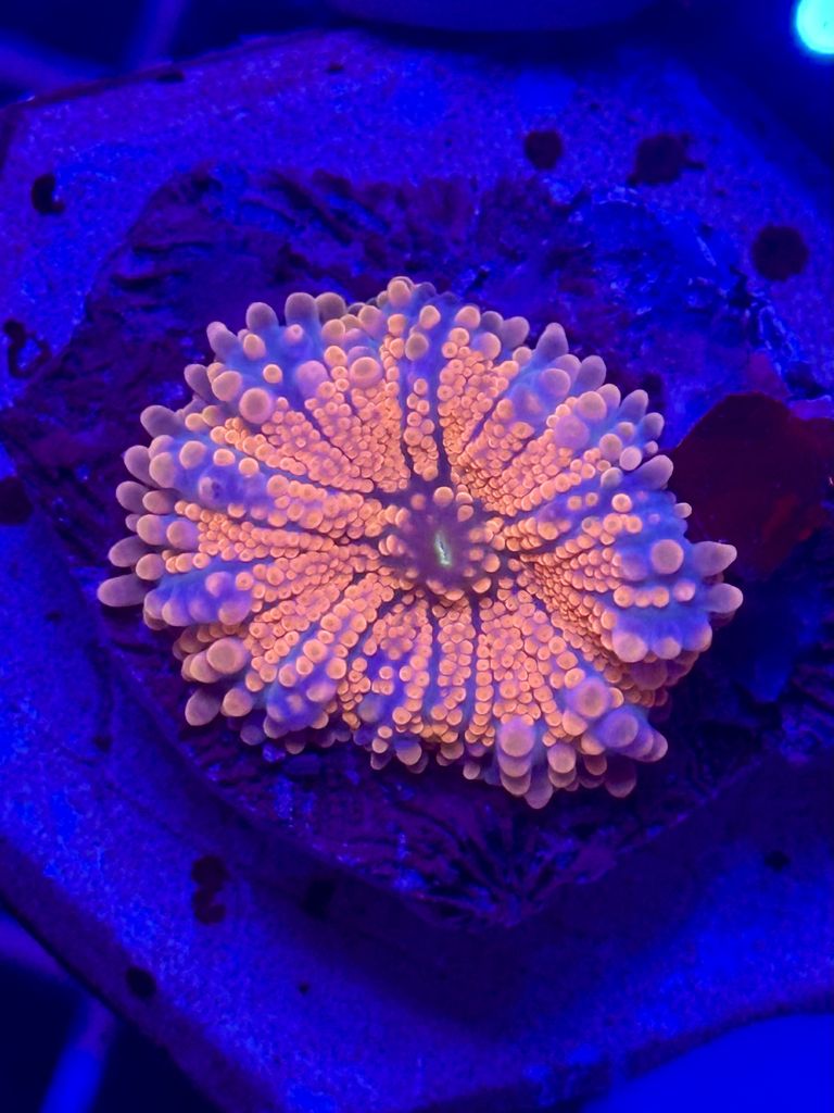 RICORDEA ULTRA PINK WYSIWYG
