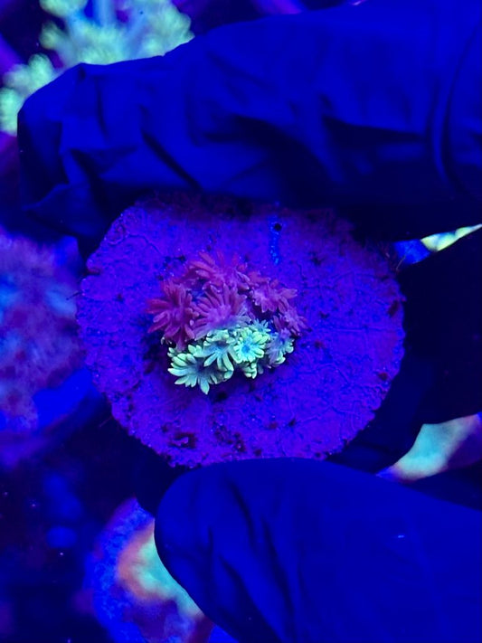 GONIOPORA MORADA Y VERDE WYSIWYG