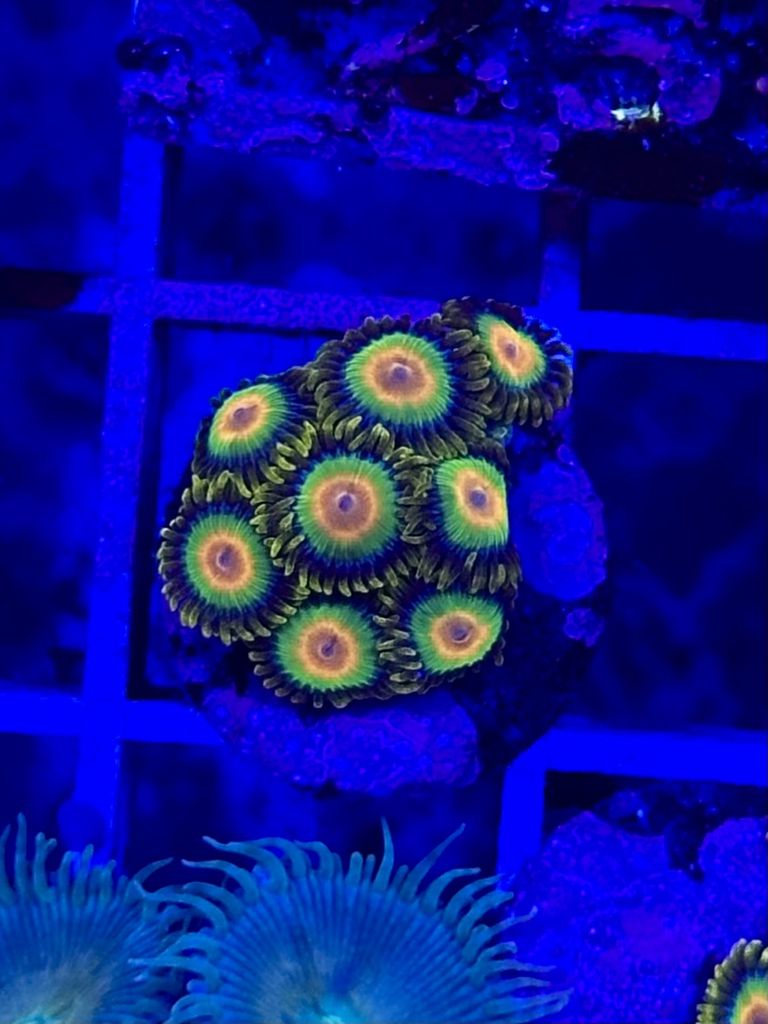 Zoanthus RASTA