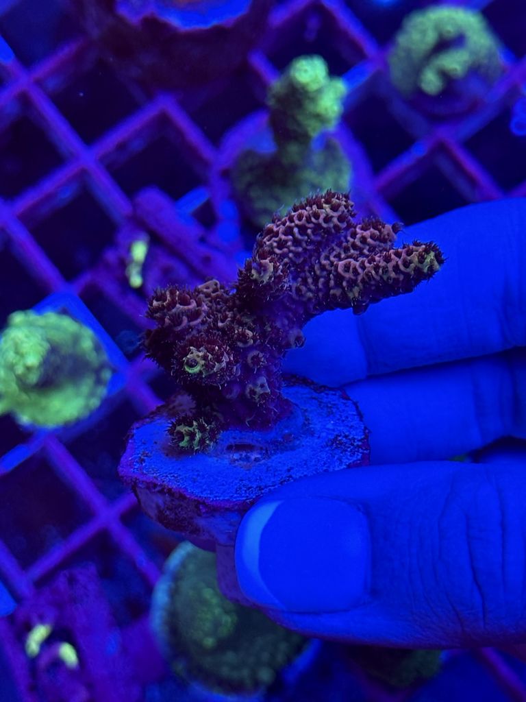 Acrópora STRAWBERRY GOLD MEDIANO - ZO21