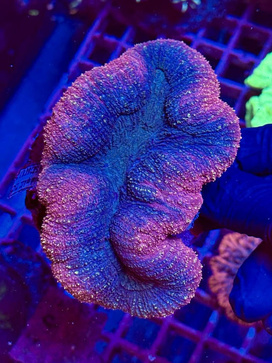 LOBOPHYLLIA GALAXY - WYSIWYG