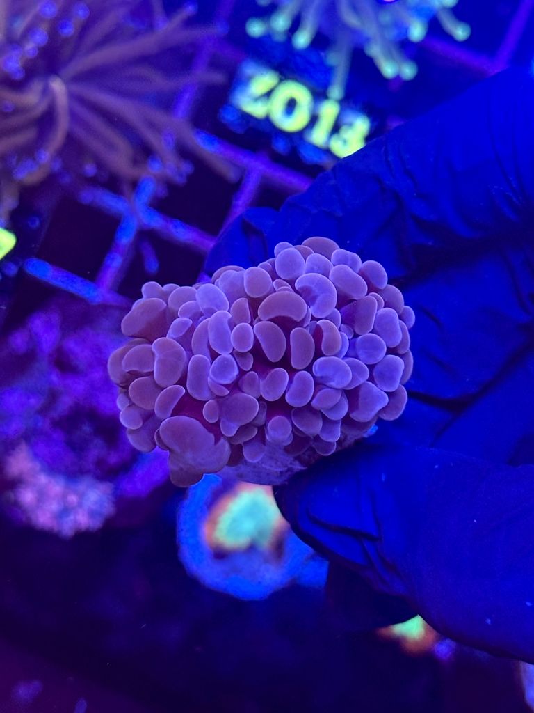 Euphyllia Ancora PURPLE - 2 CABEZAS