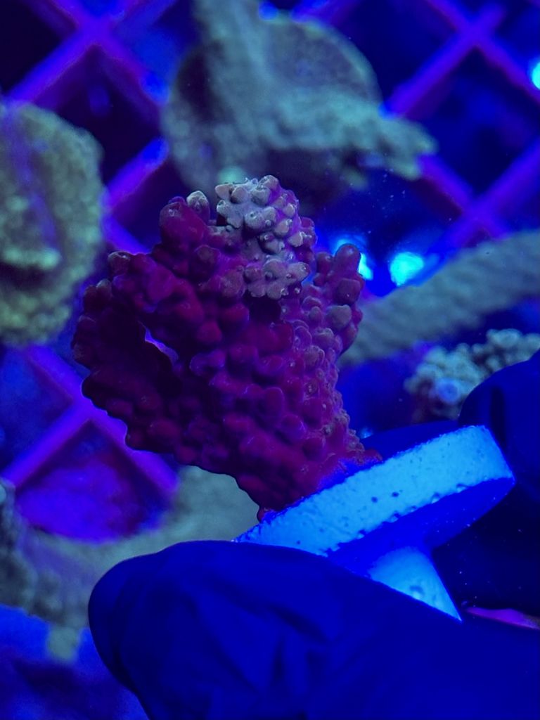 ACROPORA PURPLE-BLUE