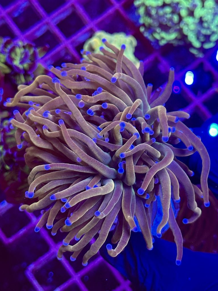 Euphyllia GLABRESCENS HELLFIRE- 4/5 CABEZAS