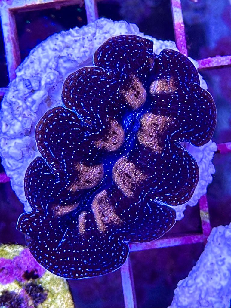 TRIDACNA CROCEA WYSIWYG PEQUEÑA
