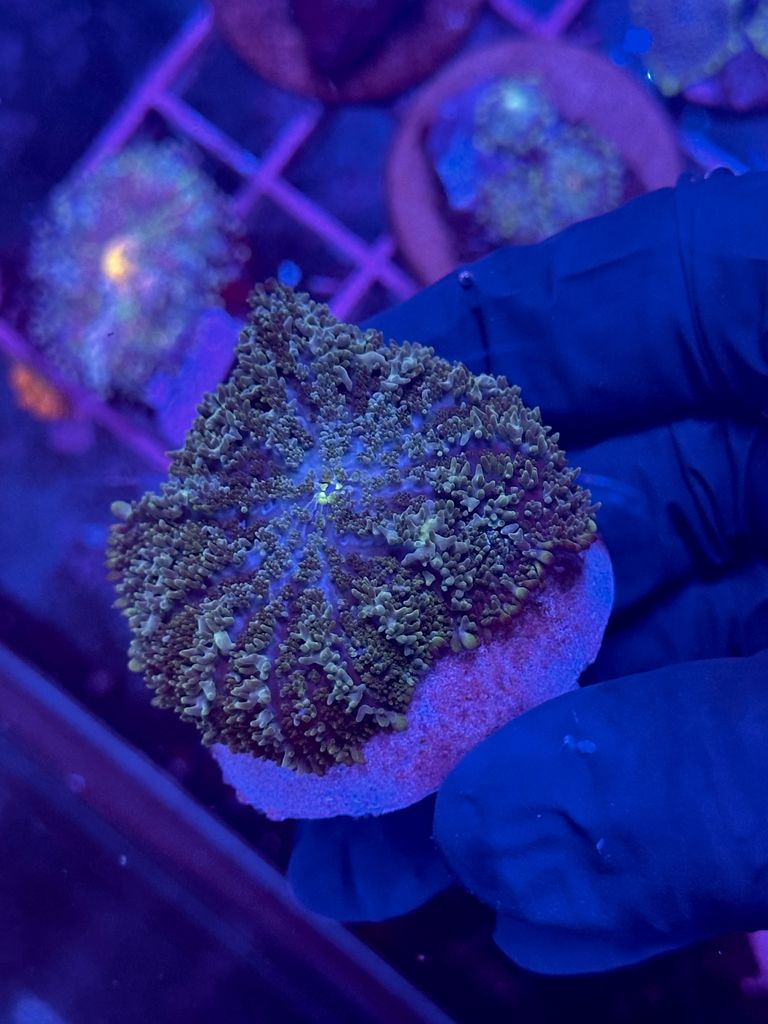 Rhodactis GREEN/GOLD