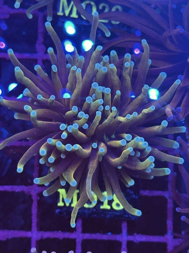Euphyllia torch TRICOLOR (1 CABEZA) MO18