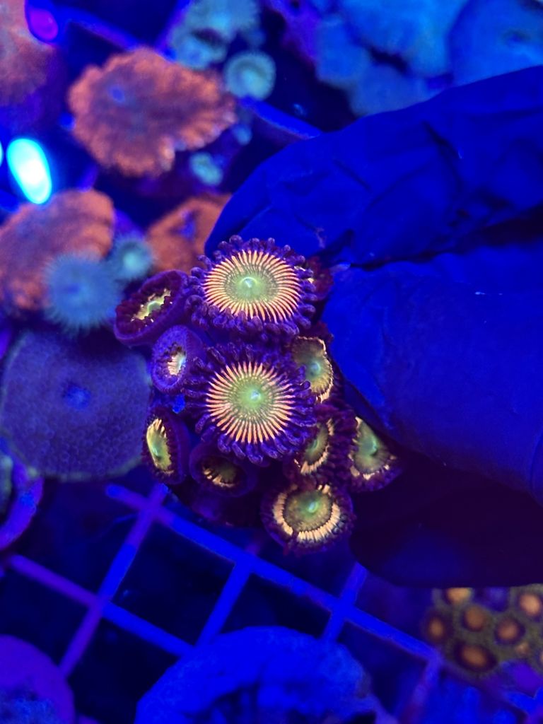 Zoanthus MIX WYSIWYG