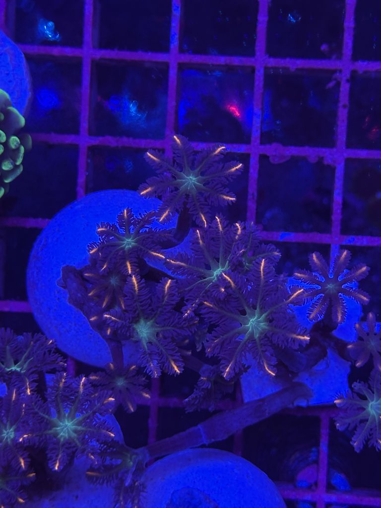 Clavularia PAPAYA - FRAG