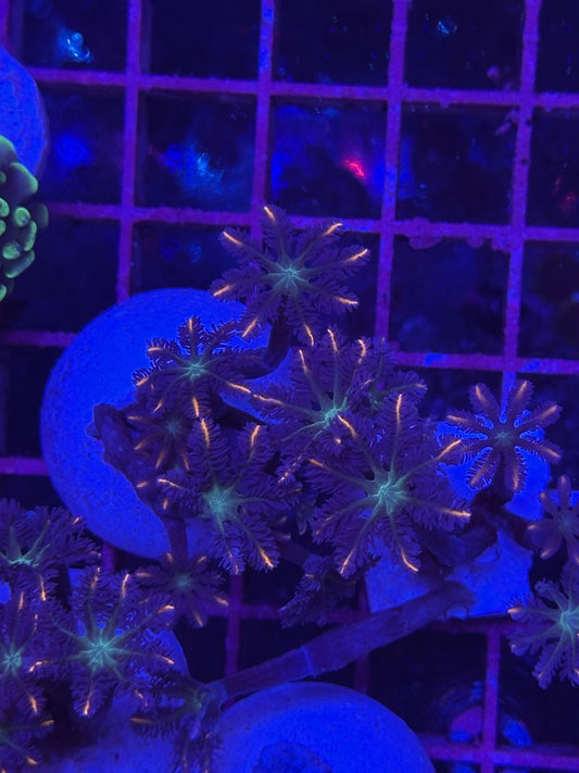 Clavularia PAPAYA - FRAG