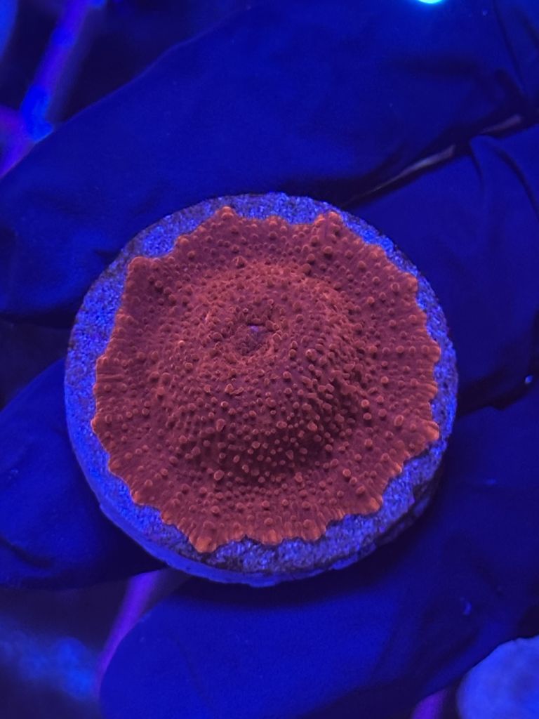 Discosoma RED