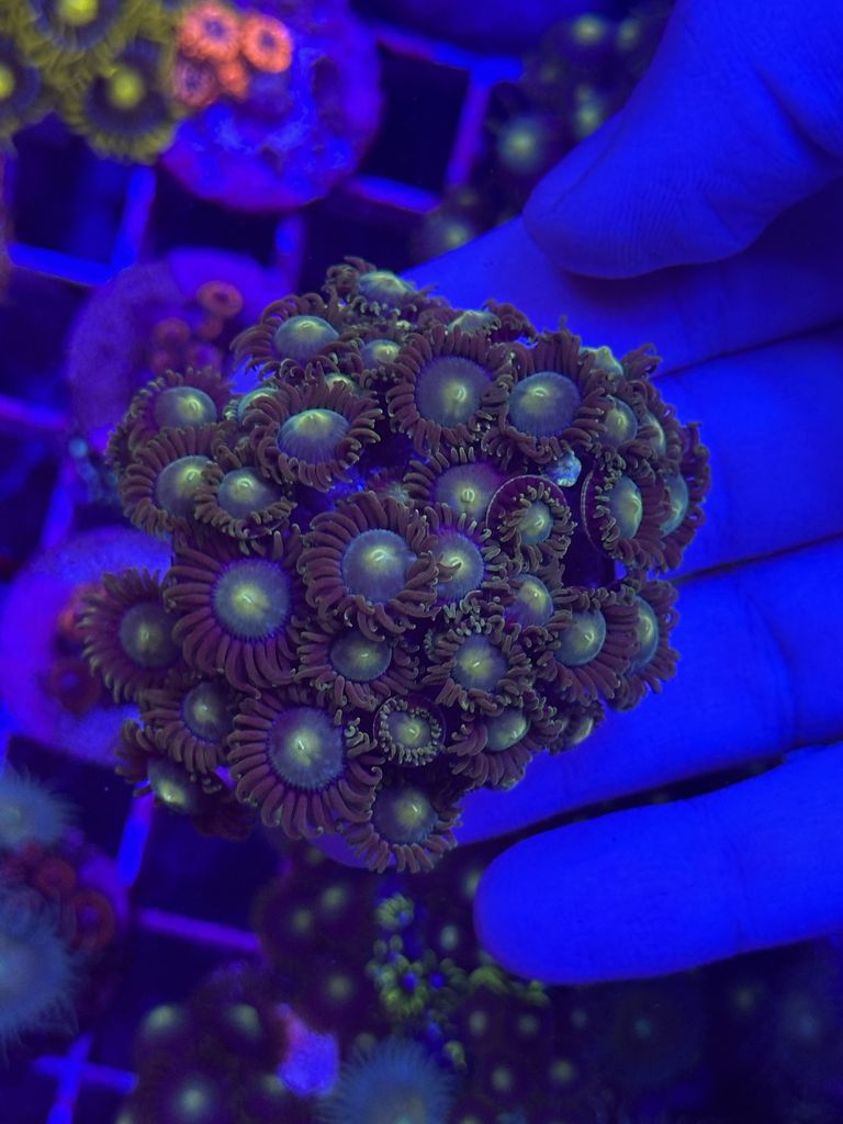 Zoanthus RADIACTIVE DRAGON EYE - PLUG