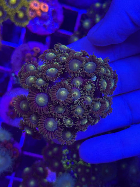 Zoanthus RADIACTIVE DRAGON EYE - PLUG