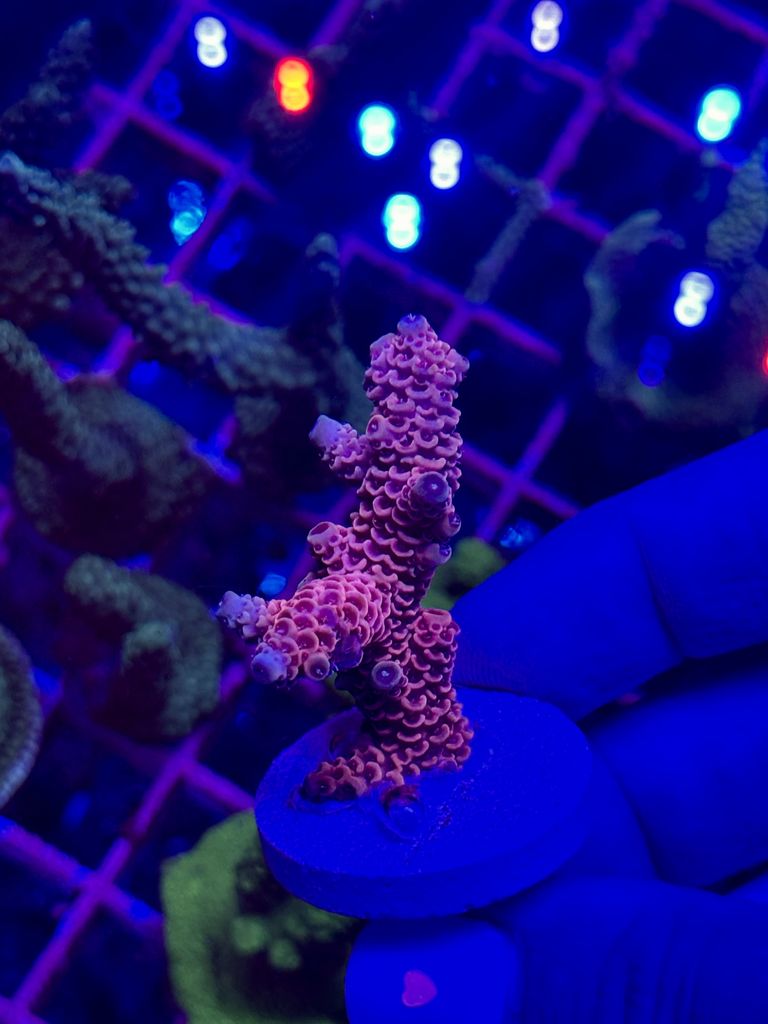 Acropora Pink Velvet - MO23 Esqueje grande