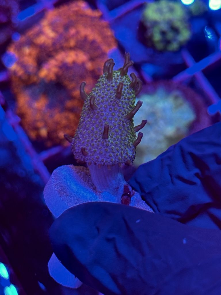 LOBOPHYTON Verde - MINI ESQUEJE