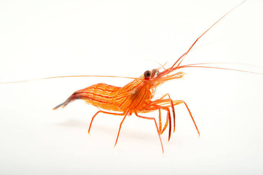 Lysmata boggessi (Camarón Menta / Peppermint Shrimp – Come Aiptasias)