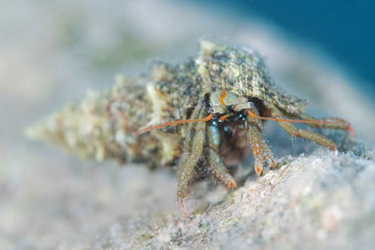 Cangrejo Ermitaño de roca - Calcinus spp.