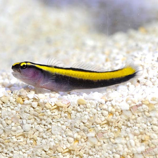 Elacatinus figaro (Gobio Limpiador de Brasil)