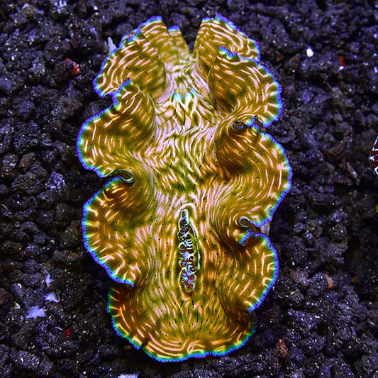 Tridacna DERASA