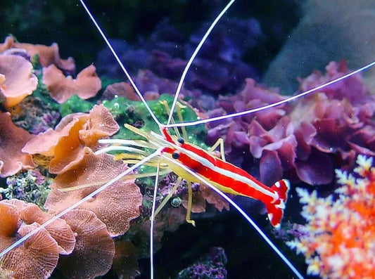 Camarón limpiador - Lysmata amboinensis