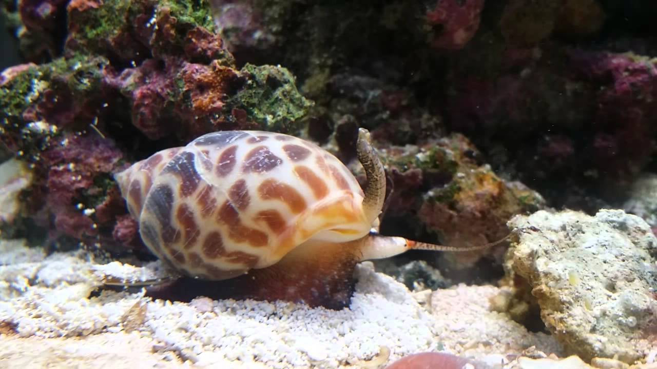 Babylonia formosae - Caracol