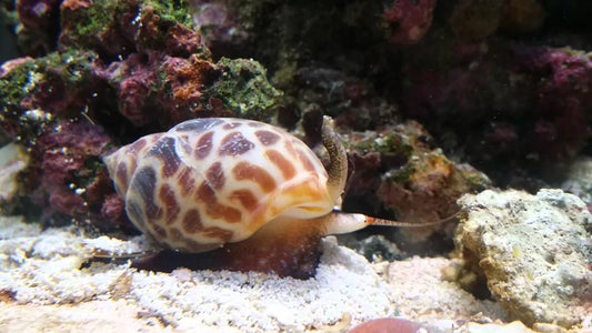 Babylonia formosae - Caracol