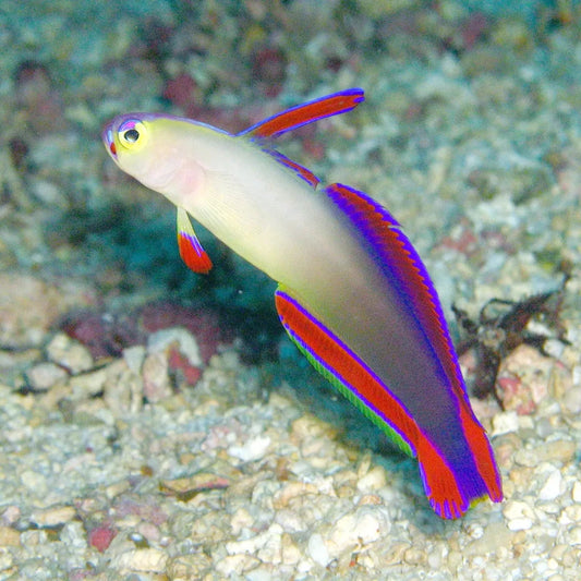 Pez dardo morado - Nemateleotris exquisita