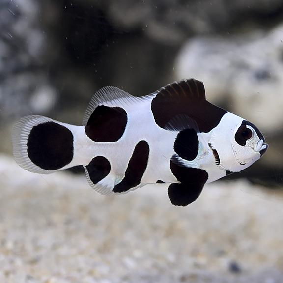 Pareja de peces payaso Amphiprion ocellaris Black Storm de CoralMastery para acuario reef.