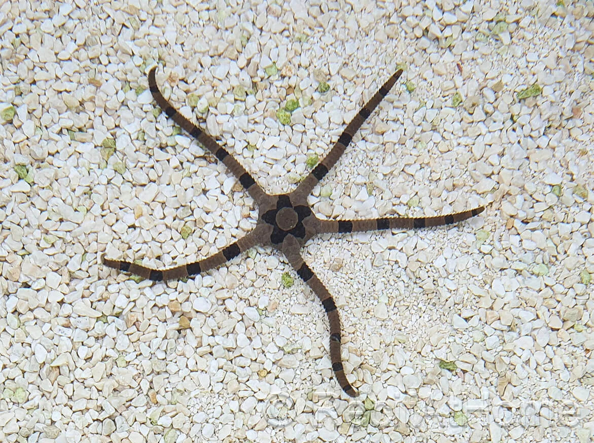 Ophiolepis superba (Estrella quebradiza / Brittle Star) - CoralMastery | INVERTEBRADOS