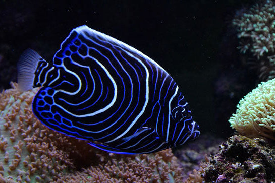 Pez Ángel Emperador - Pomacanthus imperator