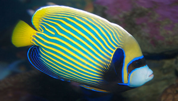 Pez Ángel Emperador - Pomacanthus imperator