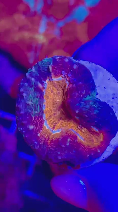 Lobophyllia ULTRA ORANGE