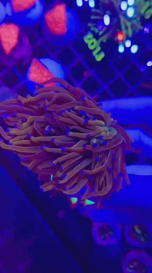 Euphyllia GLABRESCENS HELLFIRE- 4/5 CABEZAS