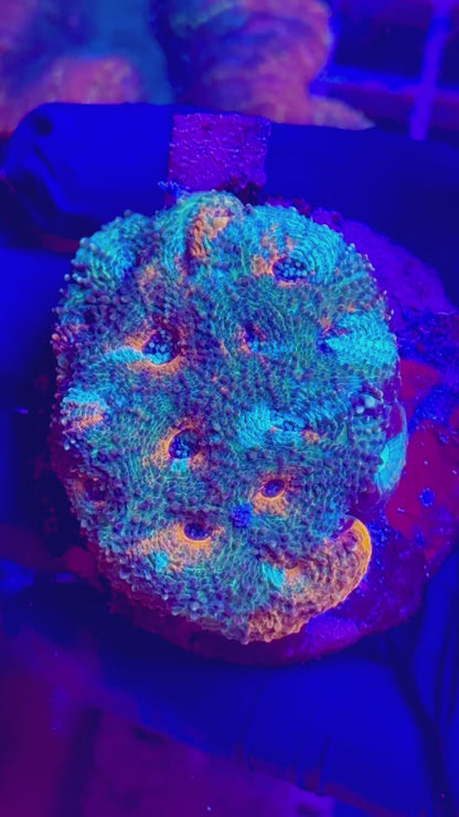 Favia ULTRA NAVY