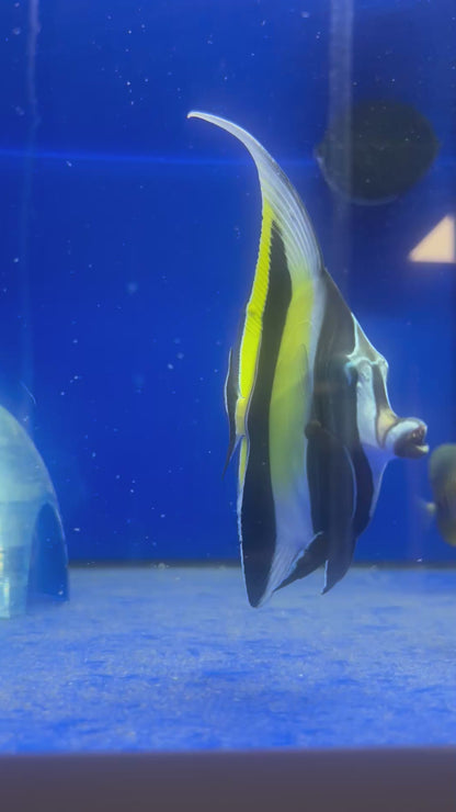 Zanclus cornutus (Ídolo moro)