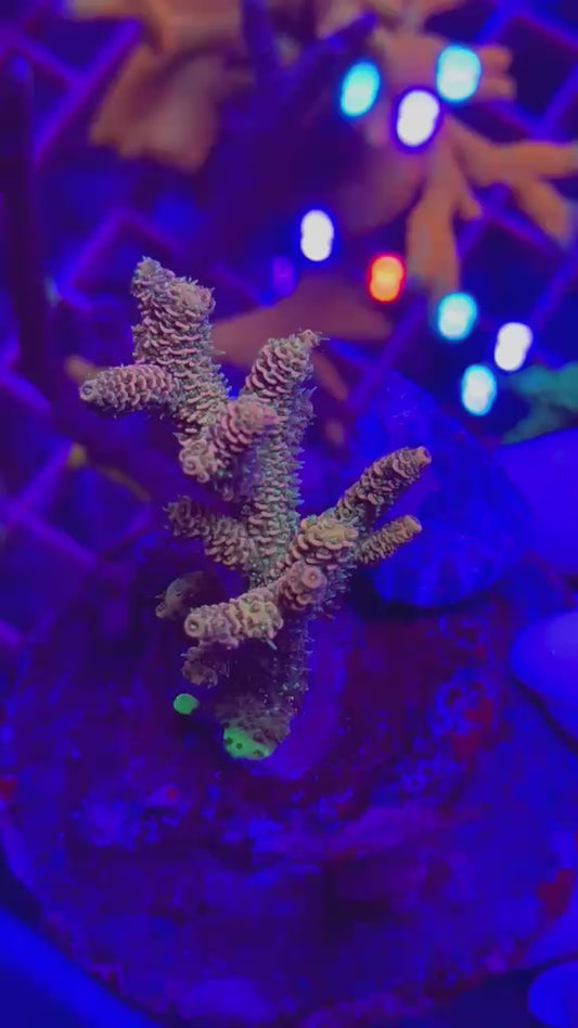Acropora MILLEPORA "PEACH"