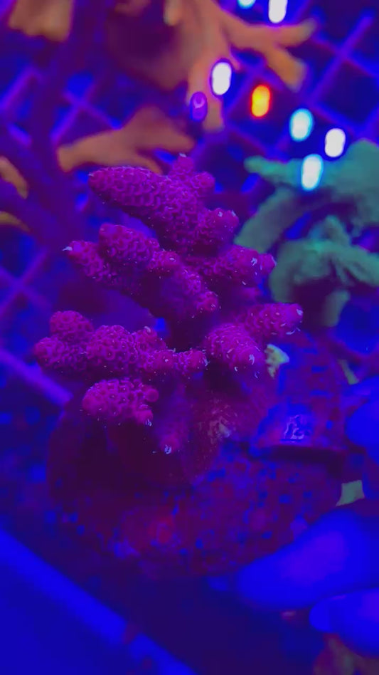 Acropora MILLEPORA "PINK GRAPE"