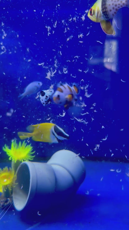 Pareja Amphiprion ocellaris “Black Storm” y “Orange Storm”