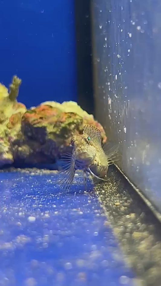 Salarias fasciatus - Blenio