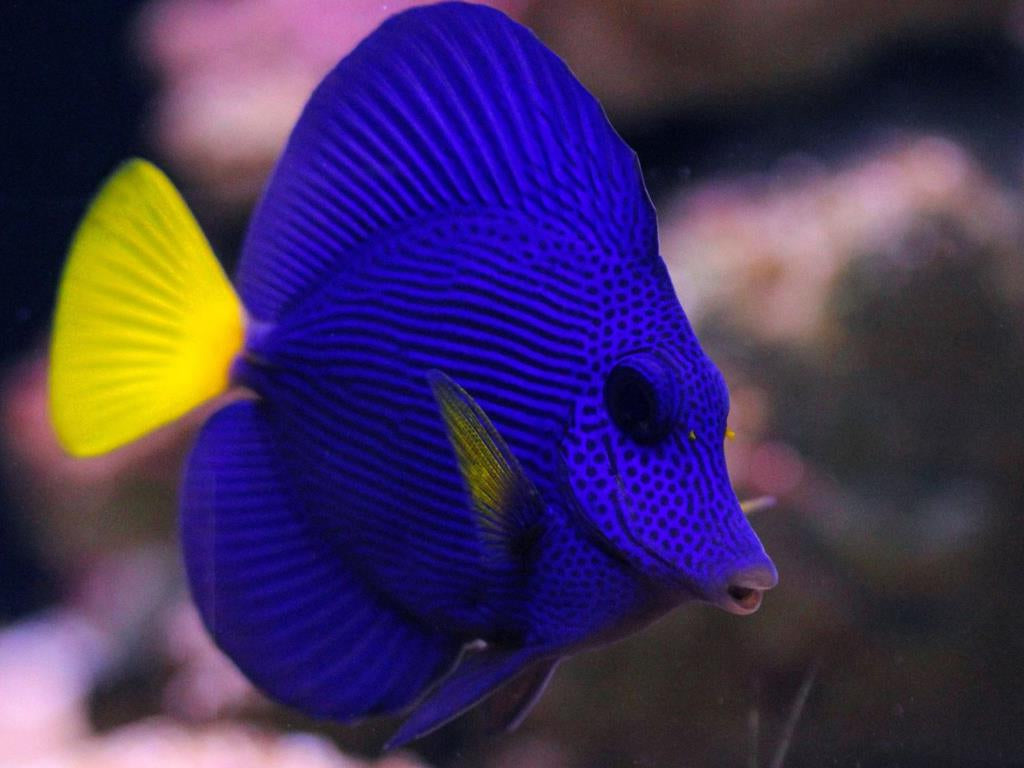 Zebrasoma xanthurum (Pez Cirujano Púrpura)