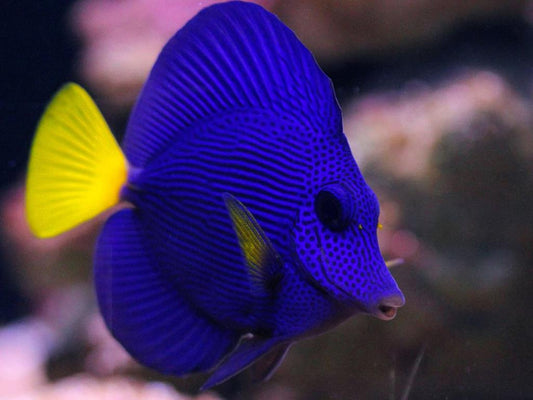 Zebrasoma xanthurum (Pez Cirujano Púrpura)