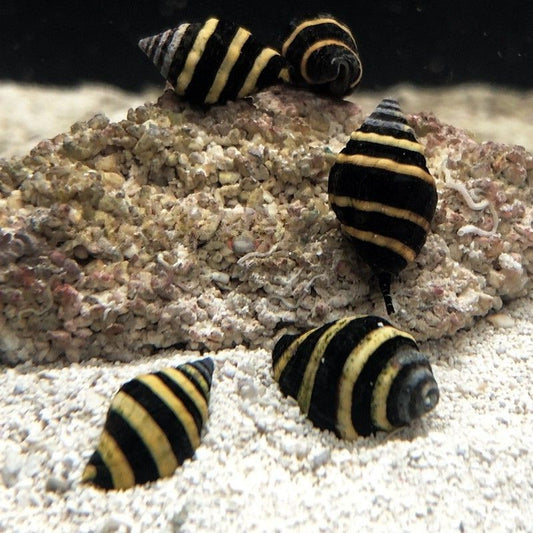 Caracol Abejorro/Avispa - Engina mendicaria