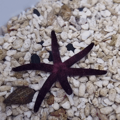 Linckia multifora Estrella de mar moteada o cometa